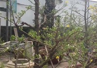Vào vườn trộm ba cây mai lấy tiền mua rượu