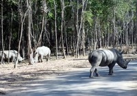 Tê giác con đầu tiên chào đời tại Vinpearl Safari Phú Quốc