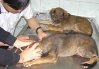 Gần 500 người bị chó chạy rông và chó dại cắn