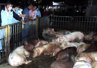 Dồn sức chăm đàn heo giống 'cụ kỵ, ông bà' trong 'mùa dịch tả'