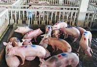 Người bán thịt heo bị viêm màng não