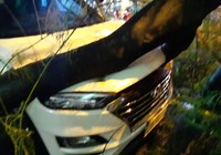Cây phượng bật gốc đè trúng ô tô và xe máy ở Đà Nẵng