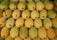 8 tấn xoài đầu tiên của Việt sang Mỹ