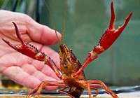 Tổng cục Hải quan chỉ đạo khẩn về tôm càng đỏ