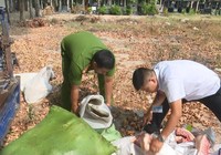 Bình Dương tiêu hủy hơn 1,2 tấn thịt heo thối
