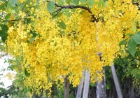 Sắc vàng quyến rũ trên những con đường ở Bình Dương