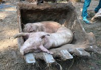 Bình Dương ban hành công văn khẩn chống dịch tả heo châu Phi