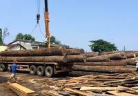 Một tài xế bị gỗ đè tử vong