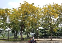 Mê mẩn ngắm hoa sưa nhuộm vàng phố phường Quảng Nam