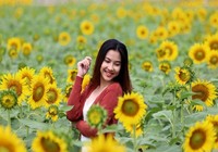 Giới trẻ TP.HCM đổ xô đến vườn hoa hướng dương khủng