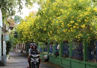 Huỳnh liên nở rộ nhuộm vàng dọc đường ray ở Sài Gòn