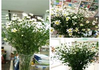 Xứ Đà tôi cũng đã có nàng họa mi