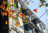 Xứ Huế đẹp nao lòng mùa cây bàng lá đỏ