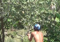 Bẫy chim bằng keo dính, một kiểu tận diệt chim trời