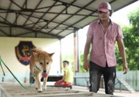 Chú chó Nhật Shiba đóng cậu Vàng trong Lão Hạc gây tranh cãi