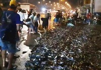 Xe tải lật ngang, gần 3 tấn cá rô bò lổn nhổn trên quốc lộ,