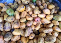 Cách nhận diện xoài “ngậm thuốc”