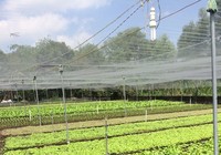 “Mù mờ” rau an toàn và rau hữu cơ