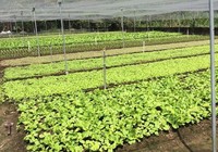 Xây dựng vùng nguyên liệu sản xuất nông sản thực phẩm an toàn