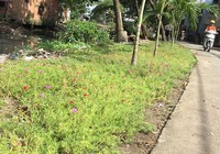 Dân có thể nhắn tin phản ánh tình trạng xả rác