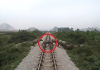 Tàu hỏa đâm chết đàn trâu thả rông băng ngang đường ray