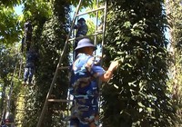 Hàng trăm chiến sĩ tham gia giúp dân thu hoạch tiêu