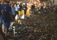 Người dân giúp tài xế xe tải bị lật gom gần 3 tấn cá