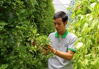 Trồng rau khí canh thu cả tấn rau sạch mỗi tháng ở Sài Gòn