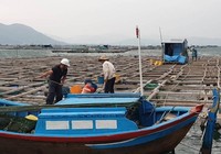Video: Cưỡng chế người trên bè vào bờ tránh bão số 6 ở Phú Yên