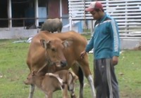 Lạ lùng con bê sinh ra với 8 chân