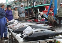 Trung Quốc mua nhiều cá ngừ từ Việt Nam để làm gì?