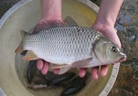 Chú ý 6 đặc điểm này để chọn được cá tươi ngon