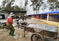 Cẩn trọng khi sử dụng sứa biển trong chế biến món ăn