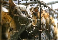Ăn thịt mèo, cuộc bàn cãi về mức độ an toàn