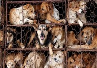 4 nhóm tình trạng sức khỏe không nên ăn thịt chó