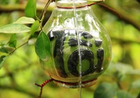 Bưởi khắc chữ nổi tiền triệu vẫn hút hàng
