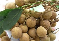 'Giấy thông hành' cho trái nhãn Việt vào Úc