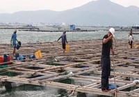 Dùng tàu chuyên dụng cưỡng chế người trên bè tránh bão số 6