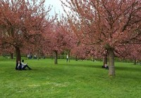 Parc de Sceaux mùa hoa anh đào
