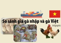 Giá gà không đầu, không chân nhập khẩu khác gà Việt ra sao?