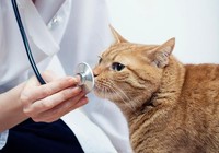 COVID-19: Mèo có thể bị nhiễm, WHO sẽ vào cuộc điều tra
