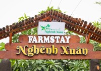 Trải nghiệm xứ dừa tại Nghênh Xuân Farmstay