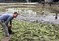 Phát hiện bãi cọc gỗ cổ nghi cọc Bạch Đằng nơi ngã 3 sông