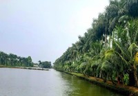 Đồng Tháp: Một chủ tịch xã bị điện giật tử vong