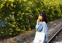 Hoa huỳnh liên vào mùa nở rộ dọc đường tàu Sài Gòn