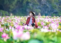 Đến Hang Múa ngắm sen bung lụa giữa trời hạ