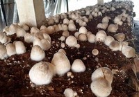 Hãy thử một lần, ăn nấm rơm đi bạn!