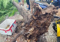 Cây phượng ở Tân Phú bật gốc, đổ ập xuống đường trong mưa
