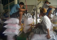 Gạo Việt tiếp tục đắt khách, giá bán tăng cao