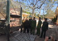 Hiểm họa thịt heo nhập lậu vào Việt Nam